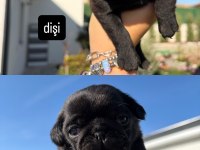 orijinal gül kuyruk nadir bulunan siyah renkte pug yavrular