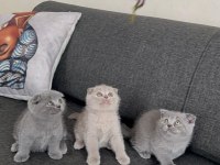 BRİTİSH VE SCOTTİSH YAVRULAR