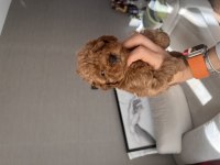 Antalya ev doğumlu erkek poodle yavrular