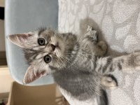 2 Aylık Dişi British Longhair Bebeğim