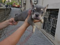 Son 2 sağlam kan french bulldog