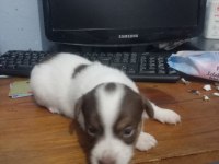 2 Erkek Yavru Jack Russell