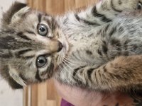 2 aylık scottish fold