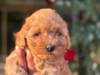 Maltipoo yavru