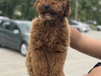 SAHİBİNDEN YAŞINA GİRMEK ÜZERE POODLE