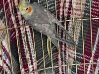 Sultan papağanı iki adet