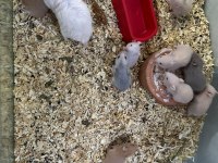 SURİYE HAMSTER İÇİN ULAŞINIZ