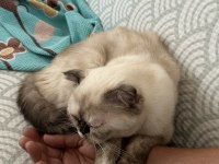 1 yaşında kıvrık kulaklı exotic shorthair