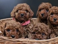 Kızıl Toy Poodle Bebekler Yuva Bekliyor