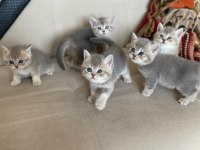 Sahiplendirme british shorthair