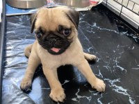 Pug mops erkek yavrumuz