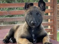 Orijinal belçika malinois yavru
