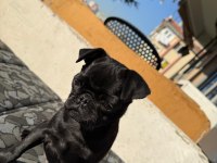 4 aylık akıllı oyuncu yavru pug köpeği