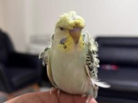 1 çift jumbo erkek lutino dişi 1 adet japones muhabbet kuşu