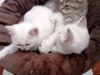 Scottish fold güzel gözlüm