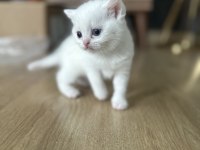 2 aylık chinchilla erkek kedimiz