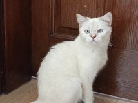 British shorthair point