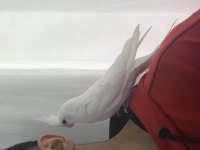 Yavru albino sultan papağanı