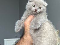 Ayı Surat Lilac Scottish Fold Bebek Teslime Hazır