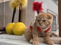 Oyuncu scottish fold kedilerim 3 aylıklar