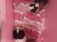 2 adet erkek Guinea Pig