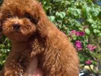 Red toy poodle yavrularımız