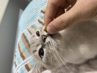 1.5 yaşında dişi british shorthair