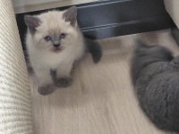 Blue Point Bebeklerimiz Orjinal Renkli Gözlü Kedimiz