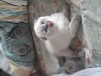 60 Günlük Scottish Fold