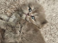 Sadece Aileye British Longhair