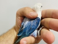 Cennet Papağanı Yavrular (Üst Mutasyon)