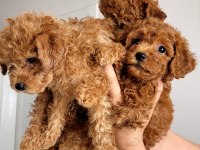 Orjınal poodle yavruları