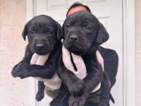 Çikolata ve siyah labrador retriever yavrularımız