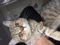 Golden tabby dünya güzeli bir british shorthair
