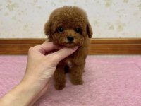 Toy Poodle Köpeği