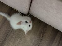 Satılık british shorthair kedisi