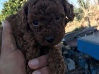 Tea cup poodle yavrular