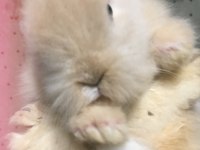 Lop Tavşanı