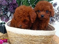 SAFKAN RED BROWN TOY POODLE YAVRULARIMIZ