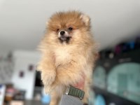 A kalite ırk sağlık garantili pomeranian boo yavruları