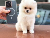 Pomeranian Boo 2-3 Aylık