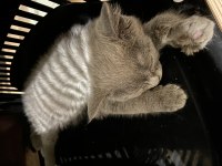 British shorthair kedisi