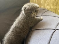 Cins kedimiz scottish fold