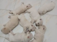 Son 2 yavru spitz