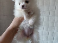 DÜNYA TATLISI POMERANİAN BOO KALİTELİ BEBEKLER