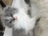 Bicolor nadir bulunan çift renk anne baba safkan kediler