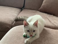 British Shorthair 6 Aylık Yavru Eğitimli
