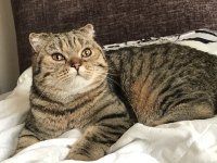 Çok akıllı uysal scottish fold kedimiz zeus