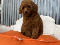 Red brown dişi poodle yavrumuz