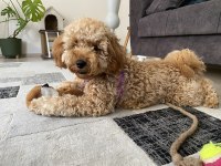 Ev ortamında büyümüş miniatür poodle